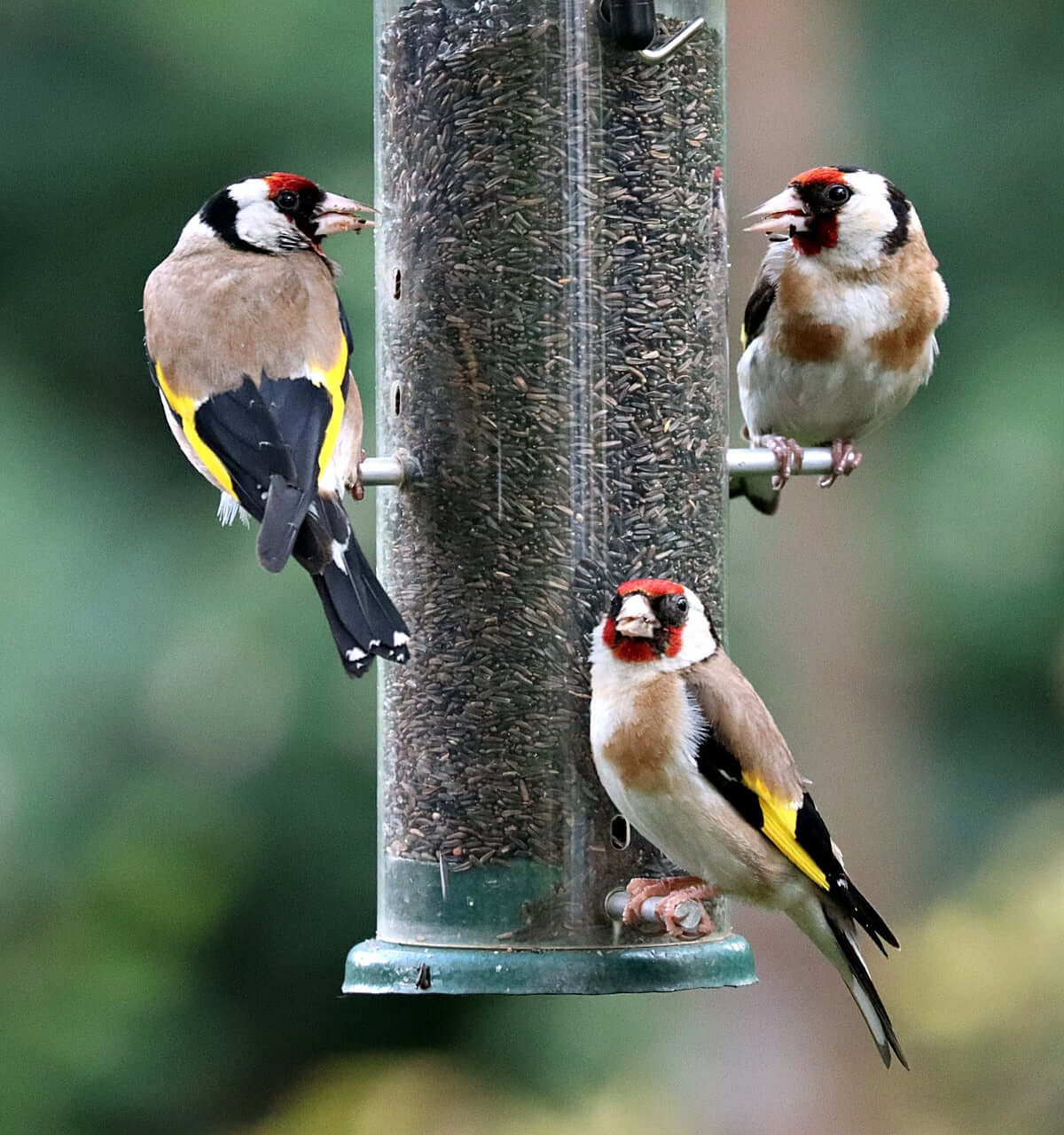 Goldfinches love sunflower hearts and niger seed bird food fed from a bird feeder UK.