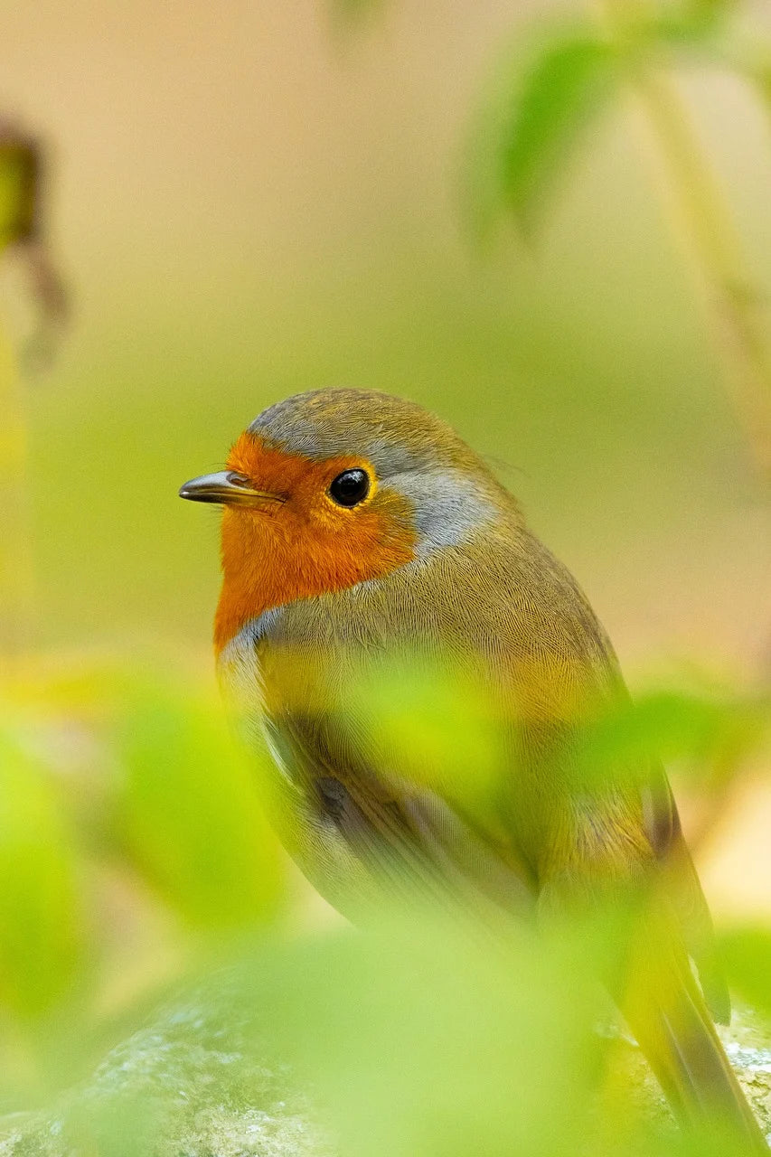 Buy bird food for Robins UK.